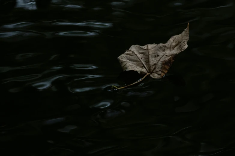 a leaf laying on top of water in the dark