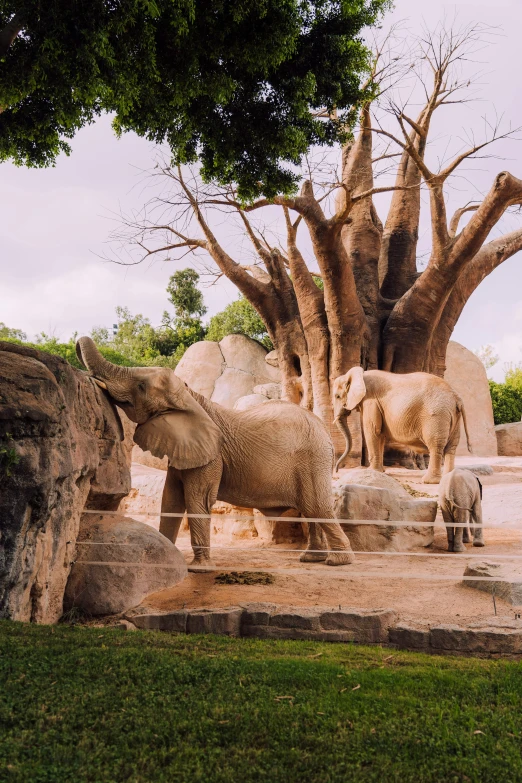 elephants near a big tree during the day