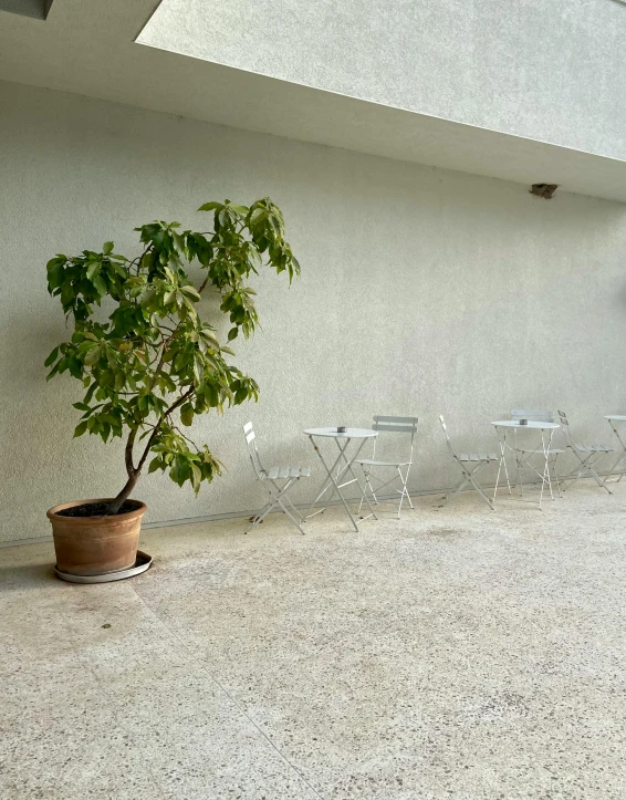 there is a tree in a pot next to chairs