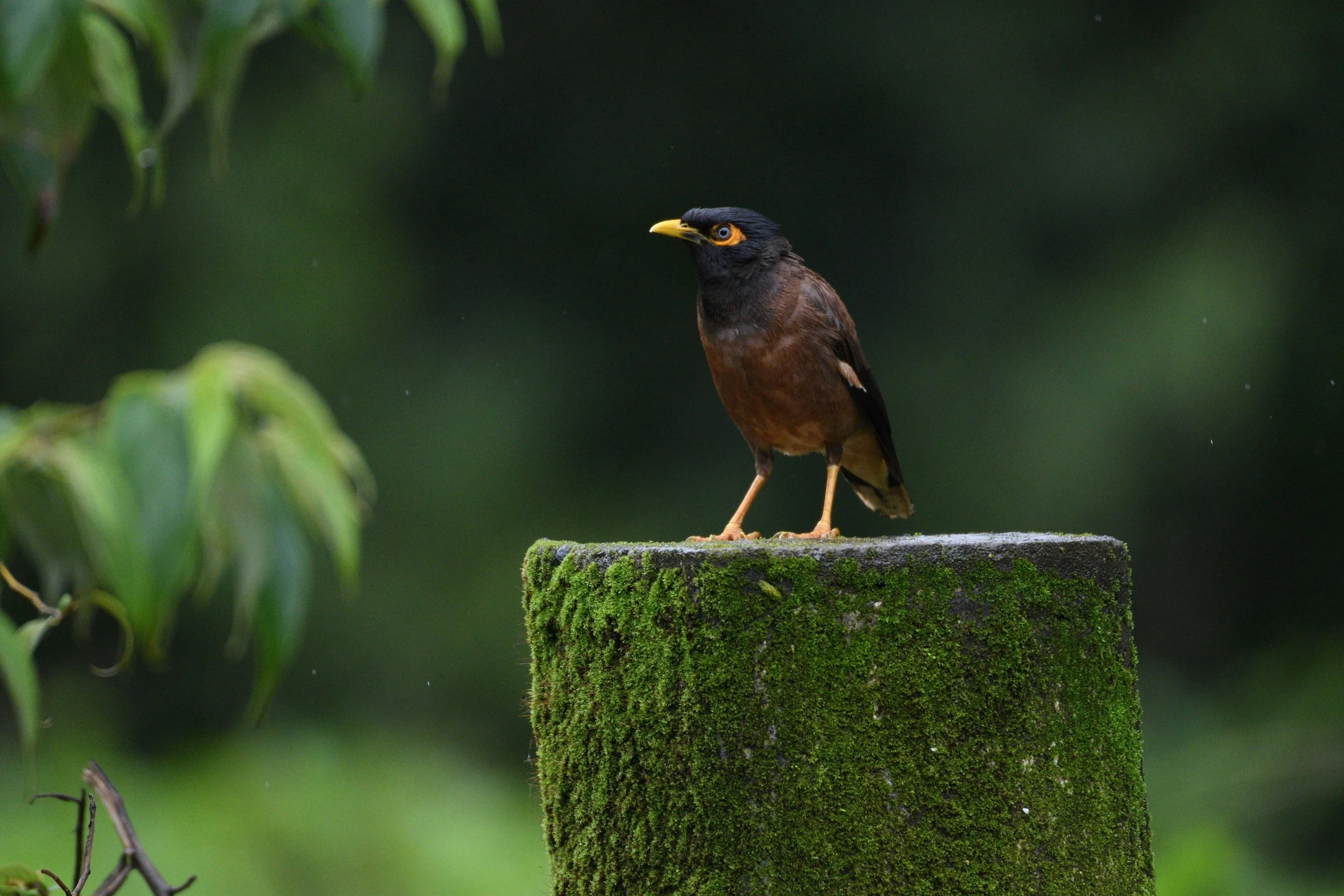 a small bird perched on top of a moss covered post