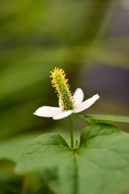 a close up of a small white flower on a green leaf