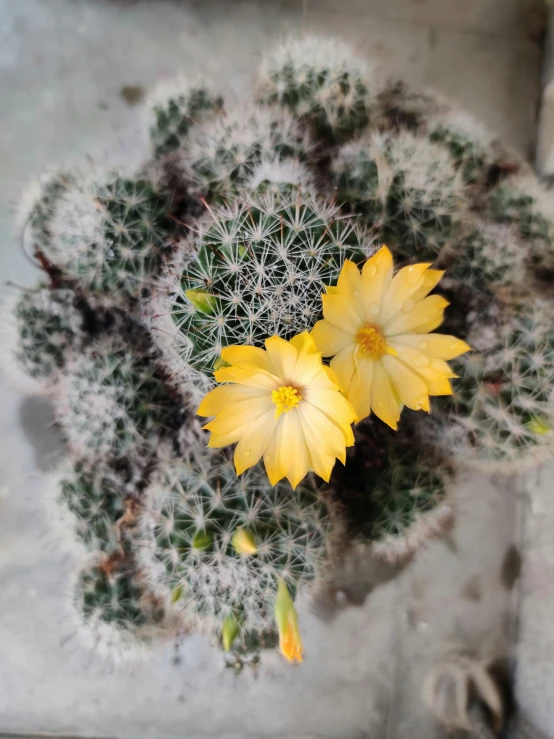 a close up view of a potted plant