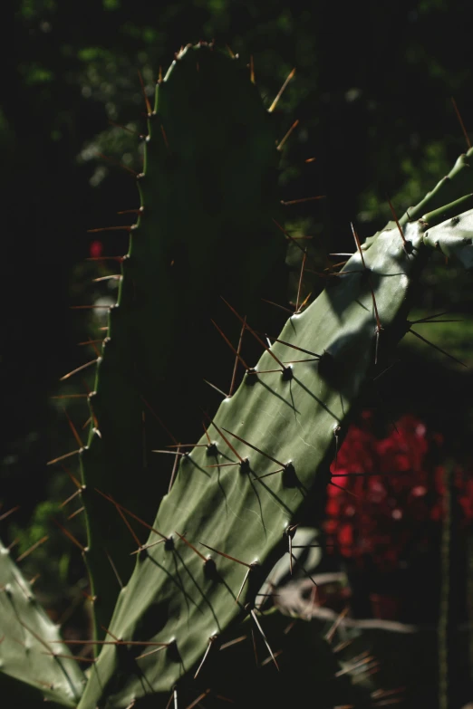 there are some spikes in the middle of a big cactus