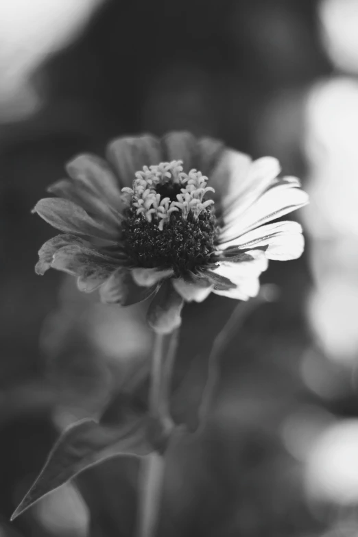 a small white flower with a black center