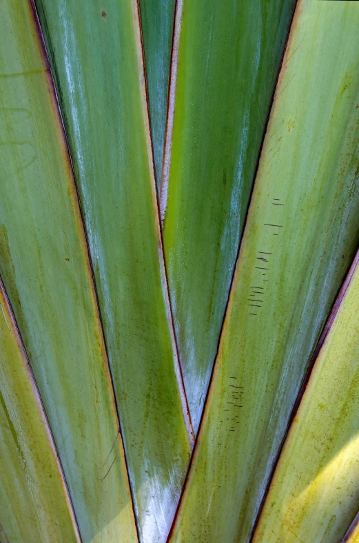 the top of a large green leaf