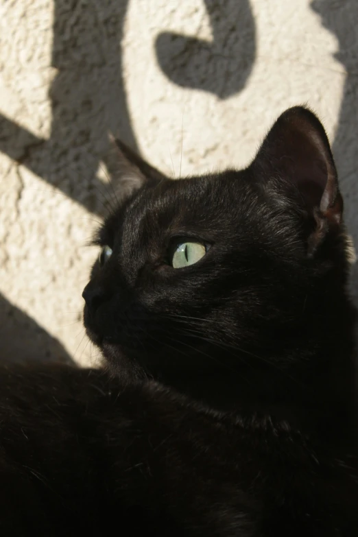 a cat sits next to a cement wall