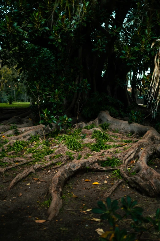 a very large tree has long nches spread out around it