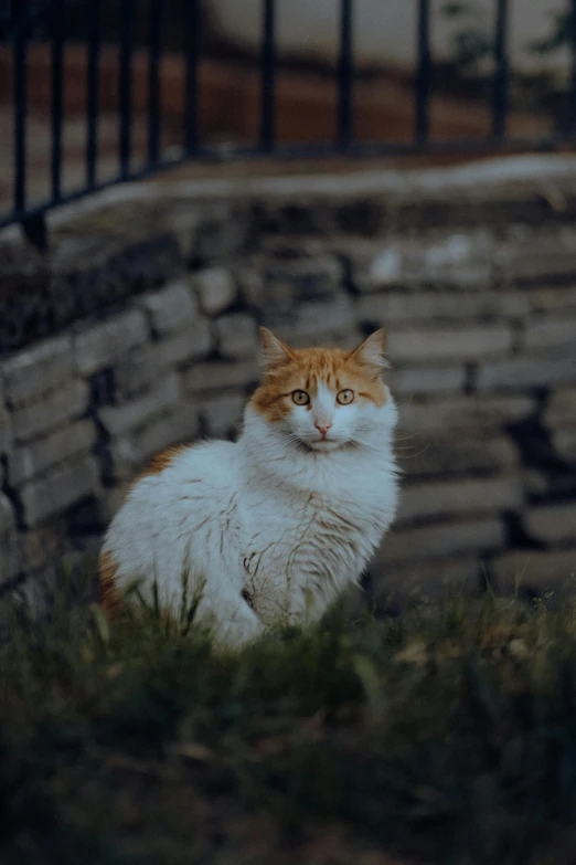 an orange and white cat sitting in the grass outside