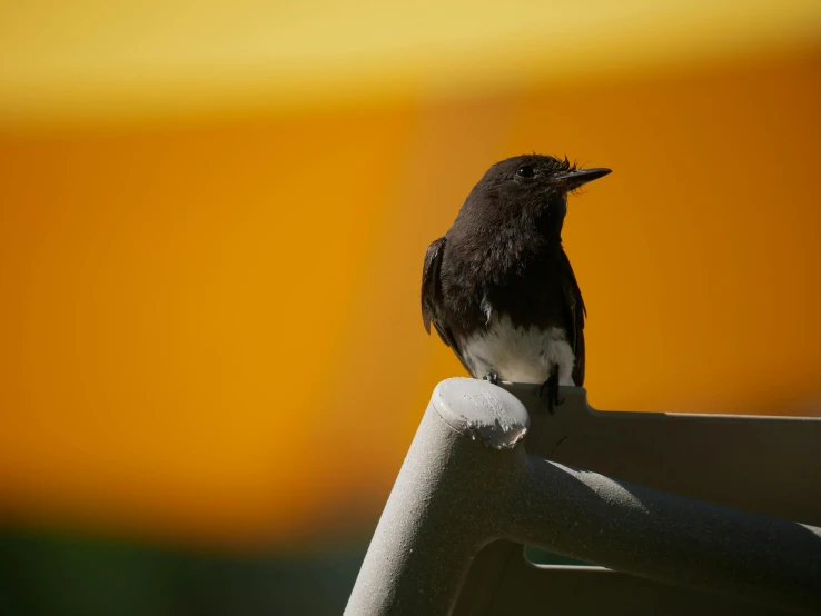 a bird that is sitting on top of a rail