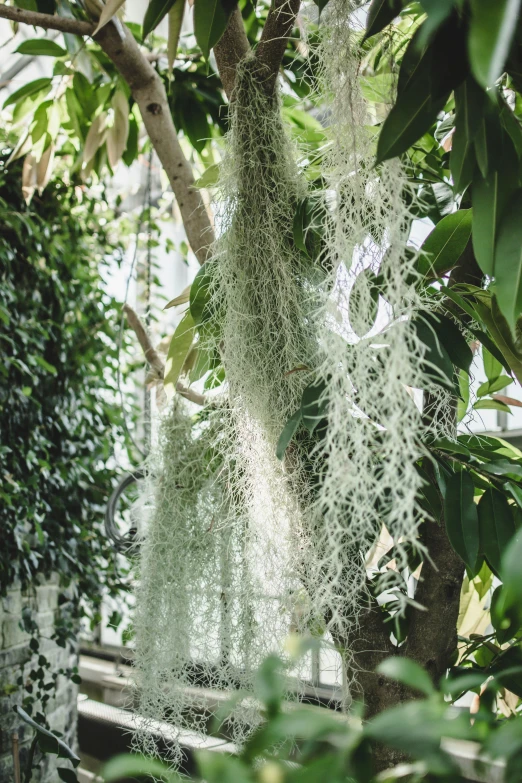 flowers hang from the tree in a greenhouse