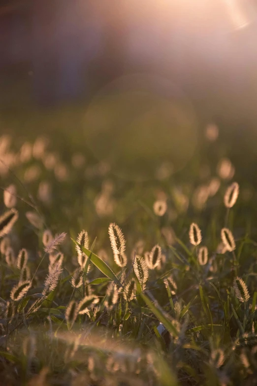 the grass is growing near several little flowers