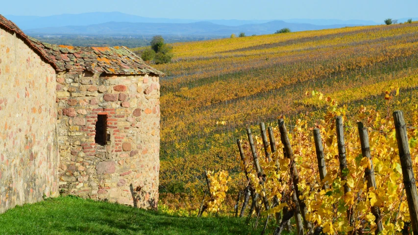 a farm and vineyard near one another