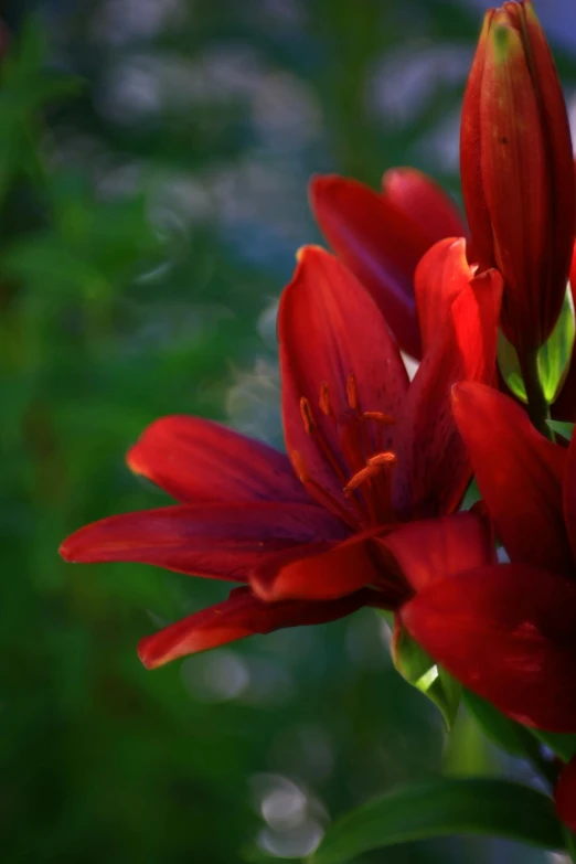 a red flower with water drops sitting in front of a green background