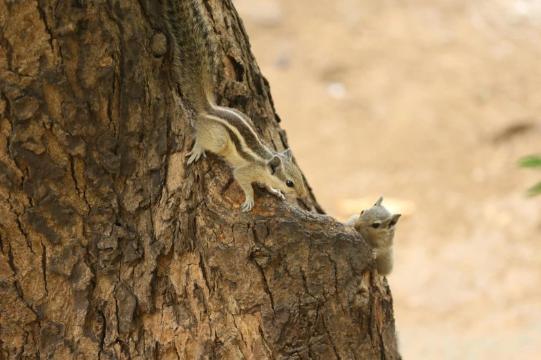 the young chip is climbing in to the tree