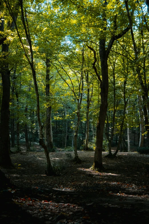 the sun is shining in the woods with green trees