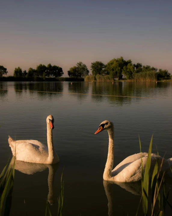 two swans swim in the water near tall grass