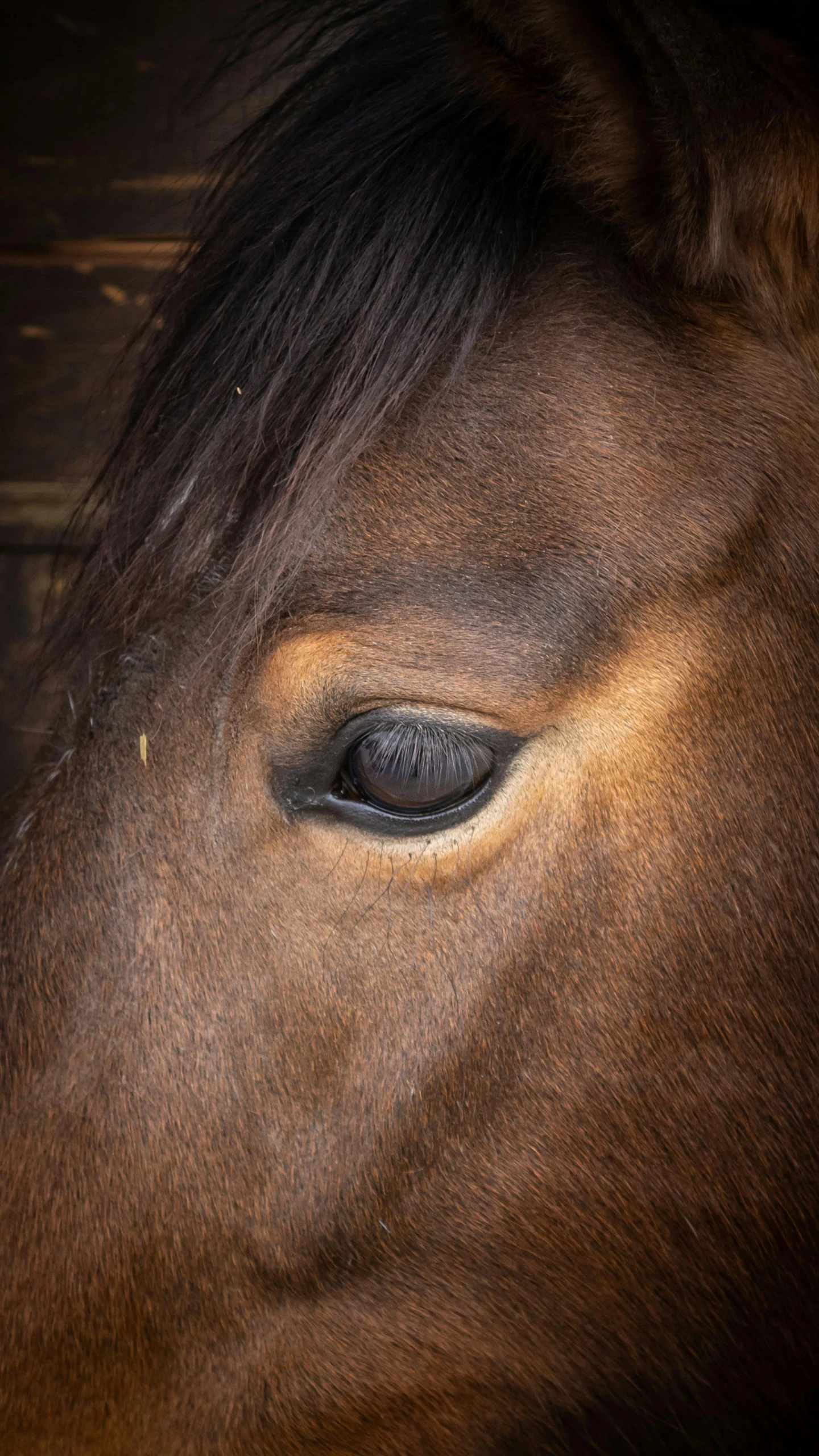 a horse is close up looking over its shoulder