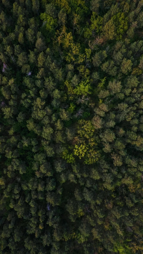 an aerial s of trees, looking down