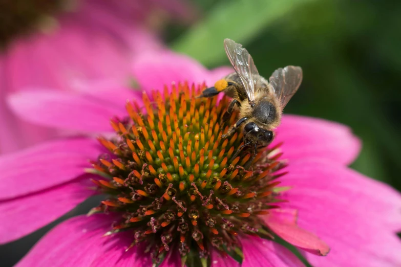 a bee is on a flower while flying