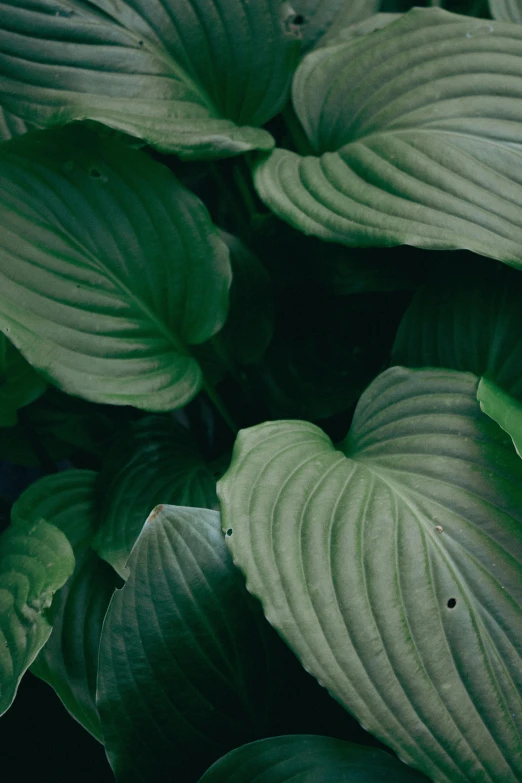 an image of green leaves with white spots