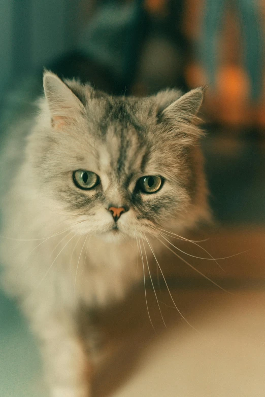 a very cute cat walking by a chair