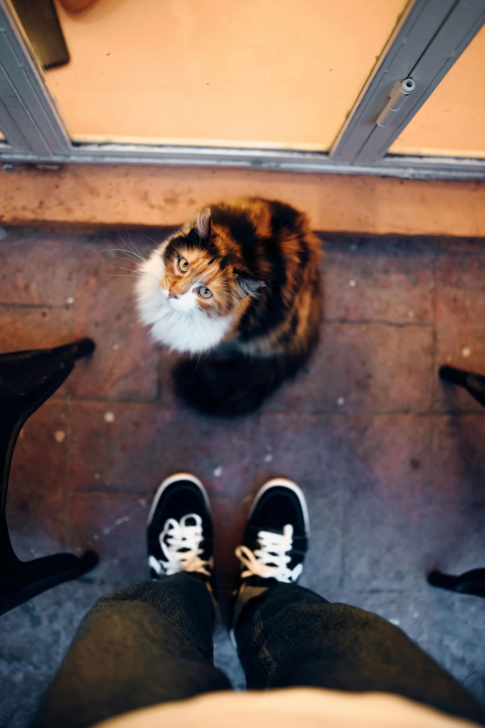 a person standing next to a cat on the floor