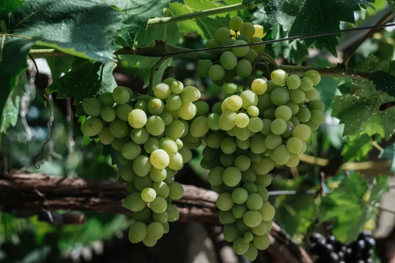 white gs are still on the vine in the sun