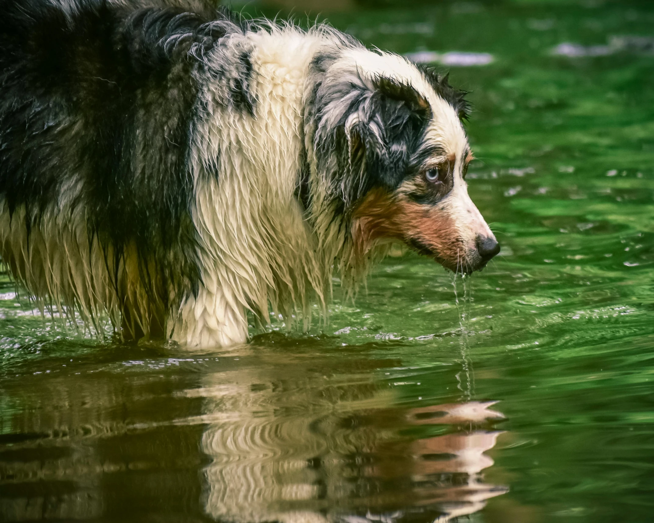 a large dog walks in the water on a lake