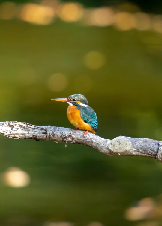 a small bird sitting on a stick with a blurry background