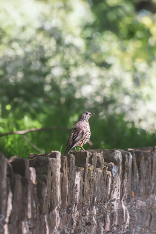 small bird sitting on top of a wooden fence