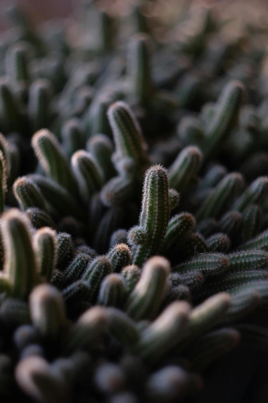 this plant is very small and full of buds