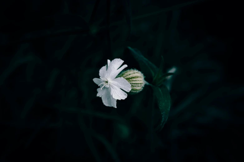 the floral blooms appear to have just opened