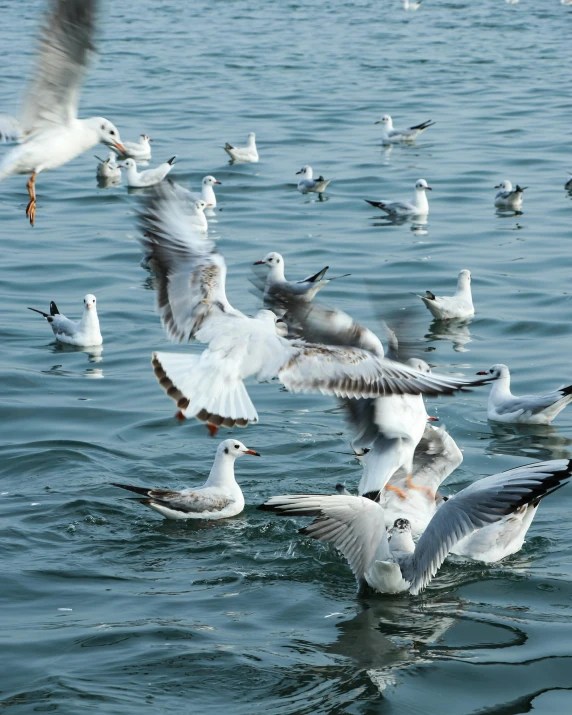 a flock of seagulls standing on top of the ocean