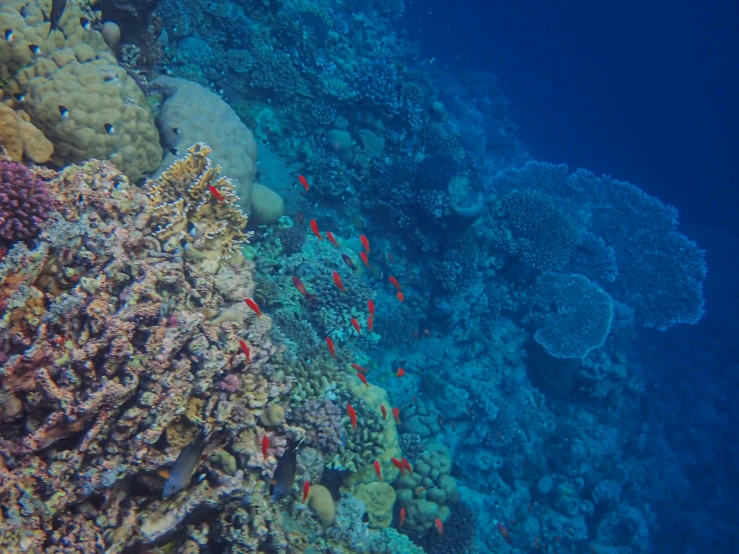 a large ocean reef with various colorful fish