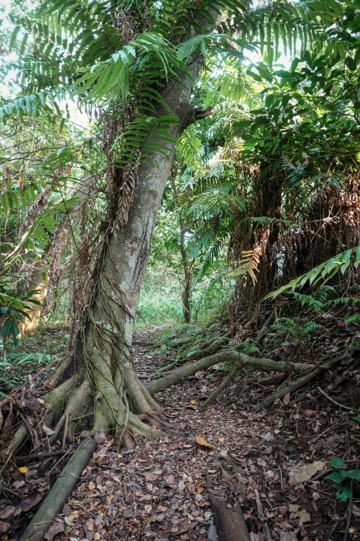 a very tall plant that is growing from the ground