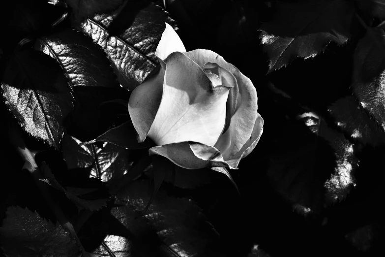 a close up of a flower near many leaves