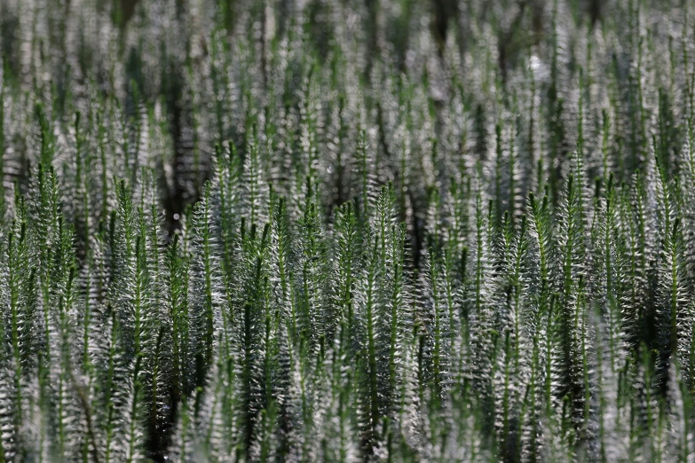 the backlits of grass against a green background