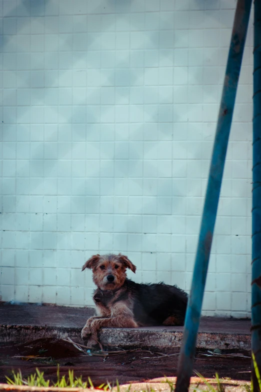 a brown and black dog laying on the ground next to wall