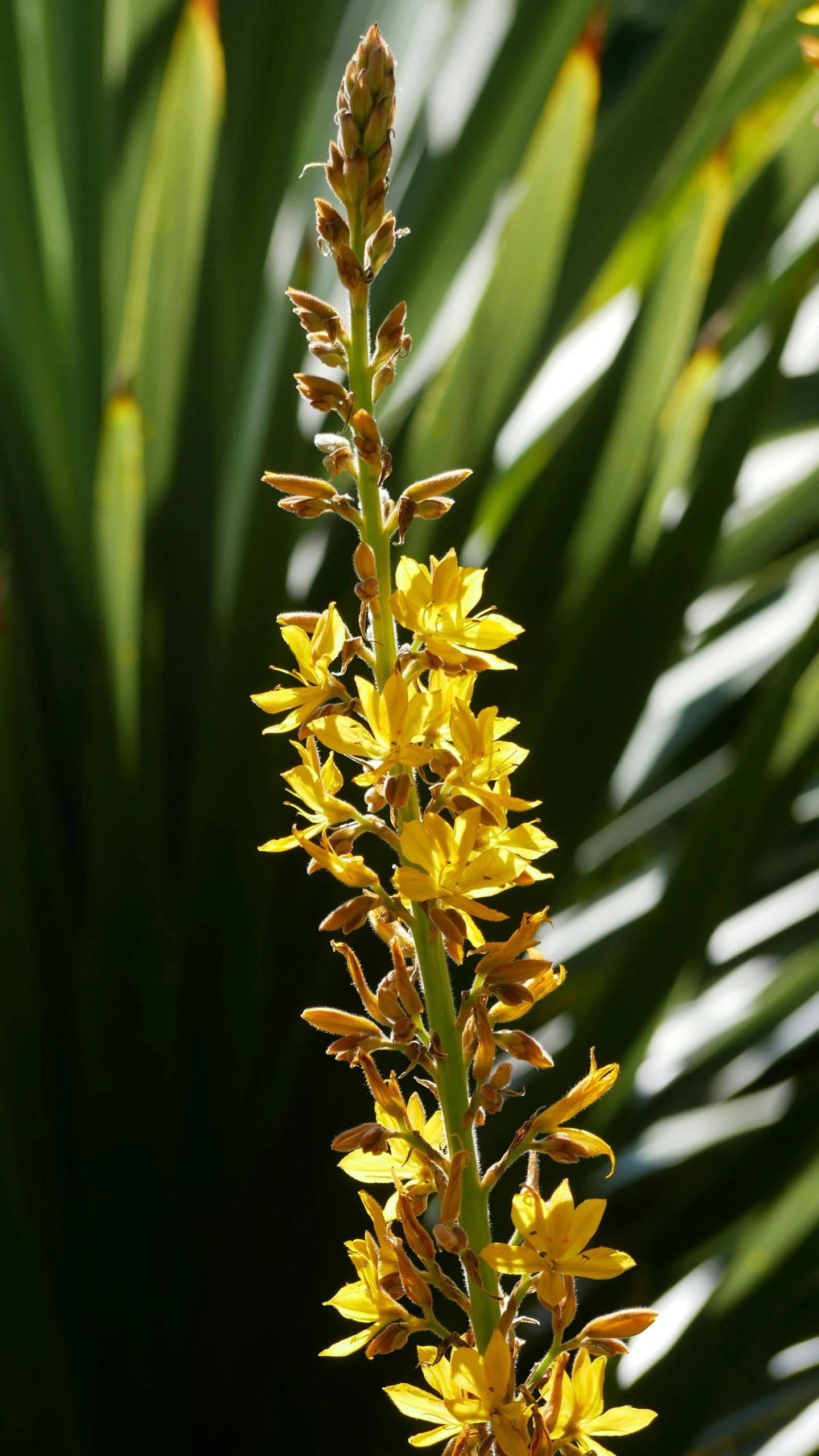 flowers and leaves of palm tree are seen in the foreground