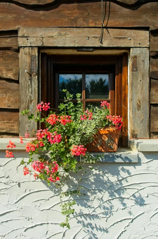a flower pot with red flowers sitting in front of a window