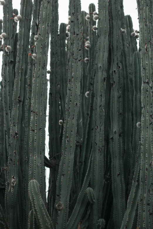 a lot of tall cactus bushes