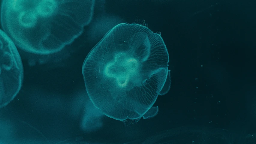 green sea animals are seen underwater with black background