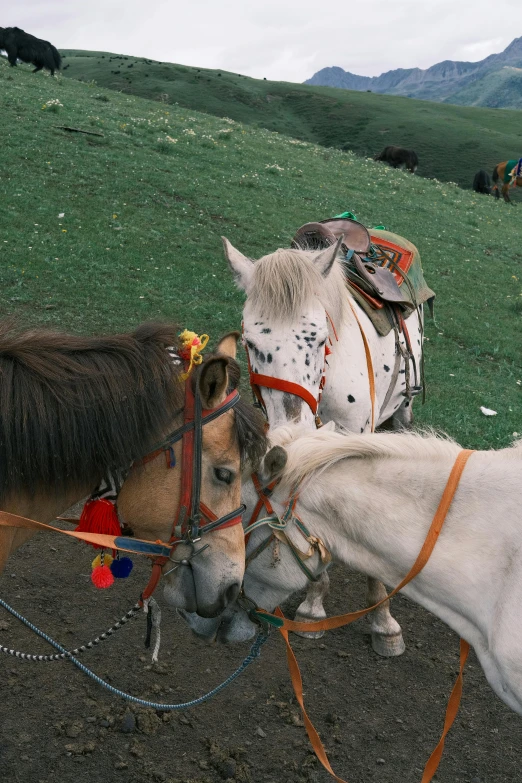 two horses are standing next to each other on a mountain