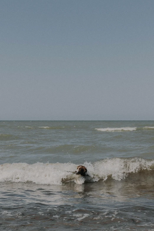 a dog on his back in the ocean waves