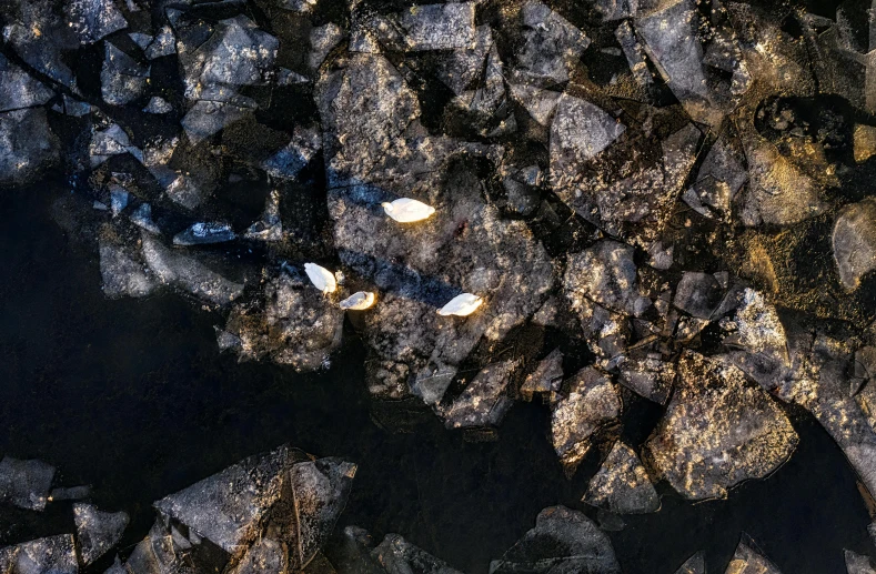 a group of small birds flying over water