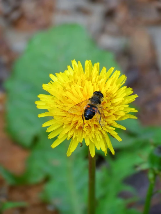 there is a bee that is sitting on top of the flower