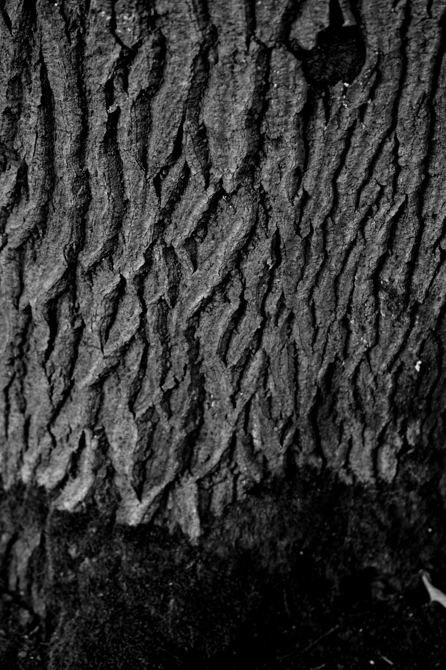 black and white pograph of bark on a tree