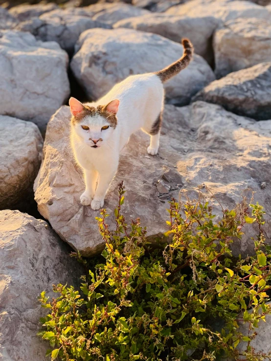 a cat walking across a stone covered ground