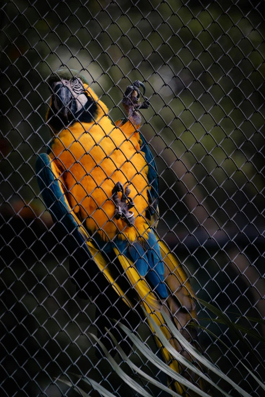 the yellow and blue bird is sitting on the caged nch