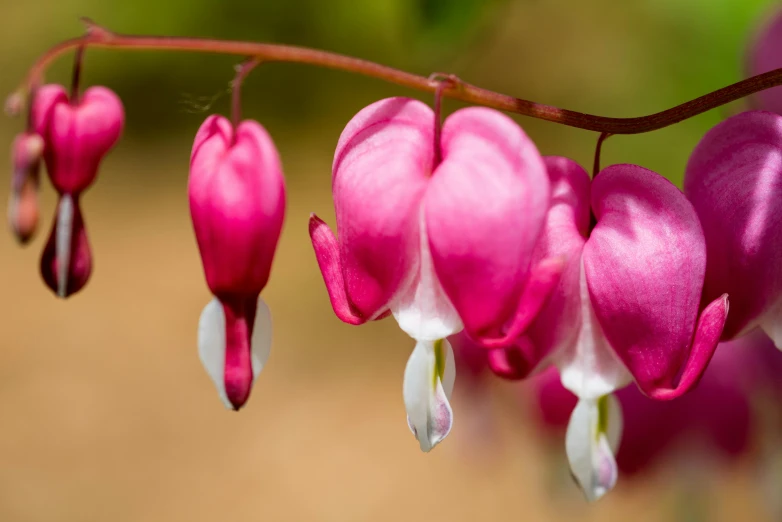 a group of pink and white flowers hanging from a twig